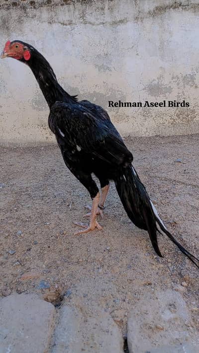 Home breed Aseel Quality pathy
