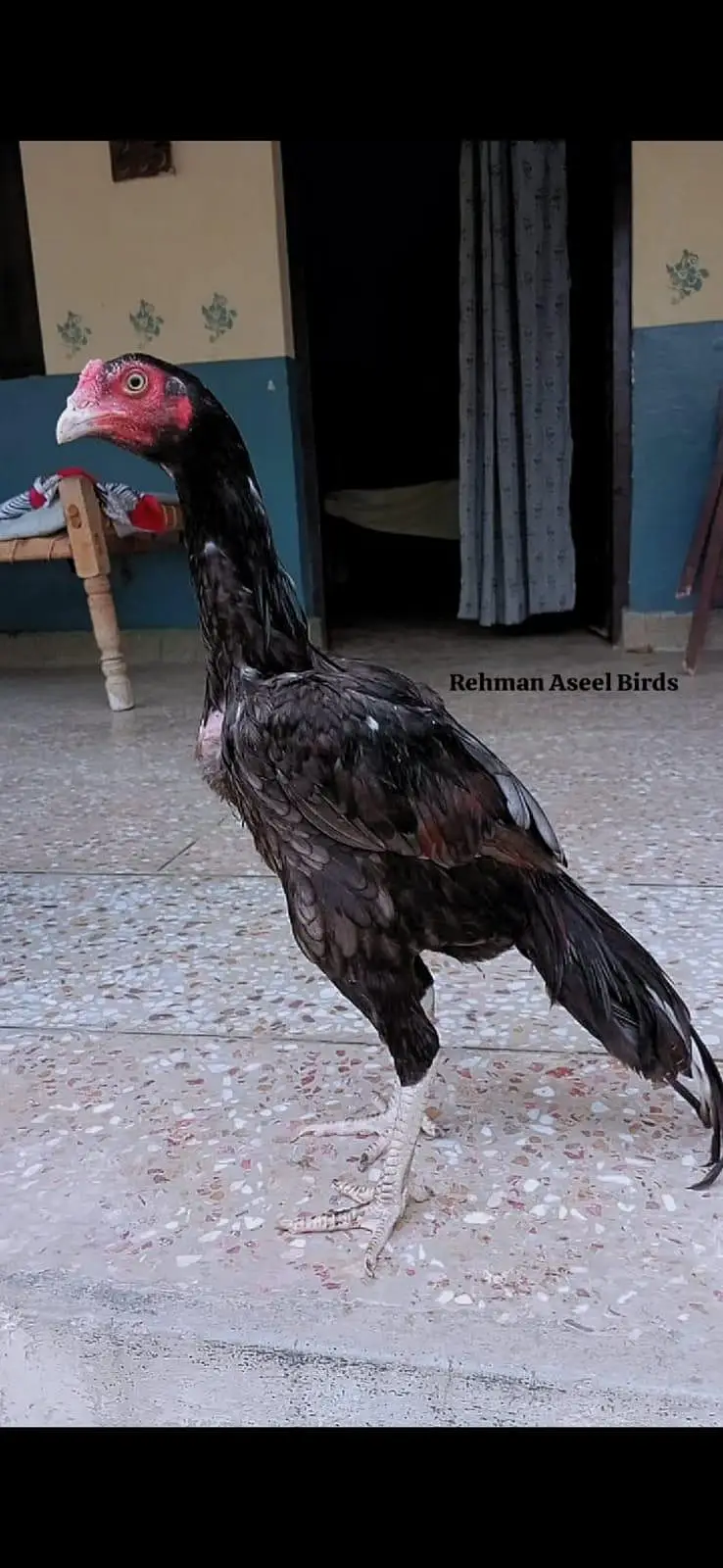 Home breed Aseel Quality pathy — photo 2