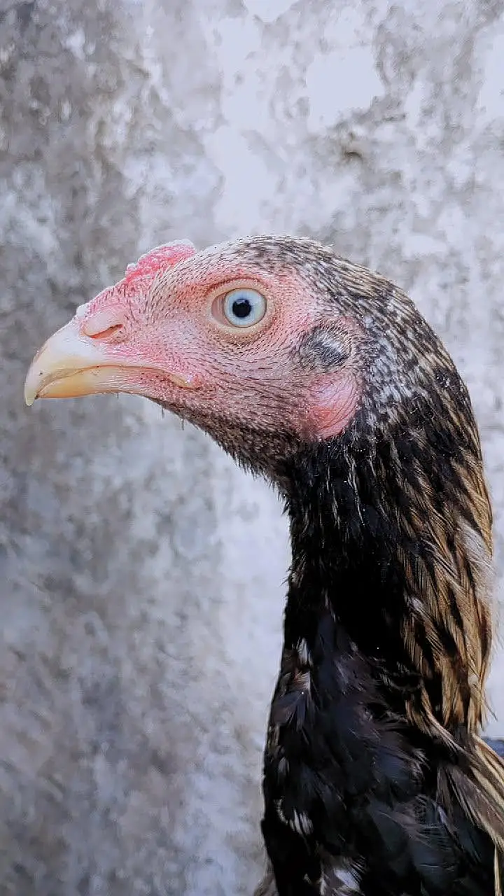 Home breed Aseel Quality pathy — photo 3