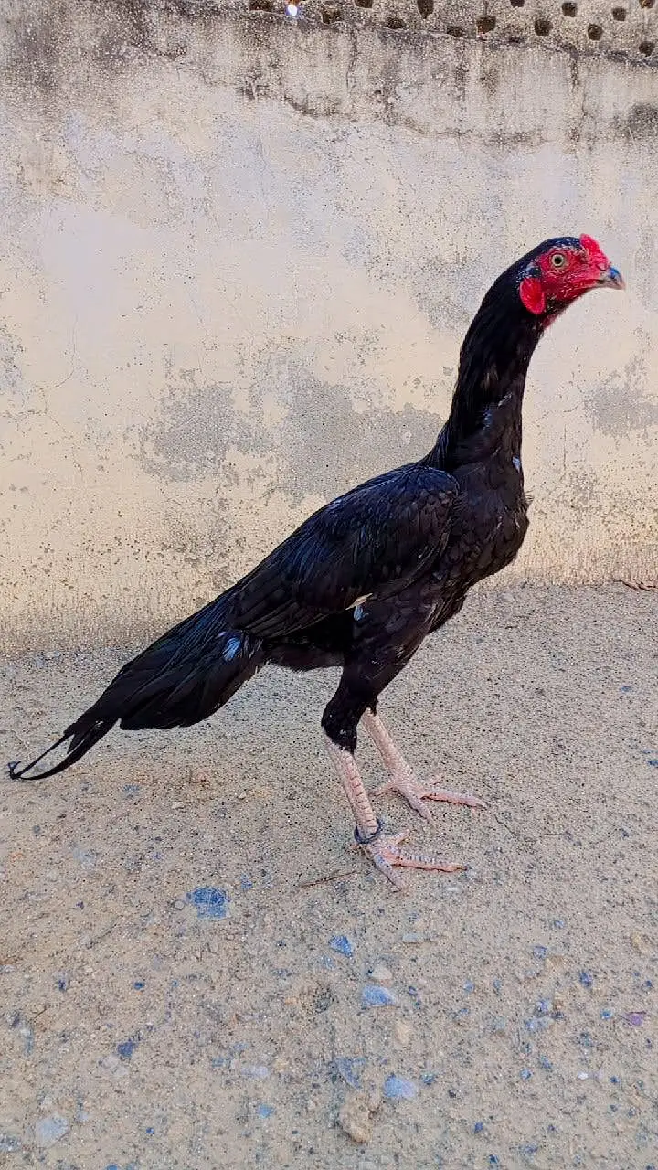 Home breed Aseel Quality pathy — photo 5