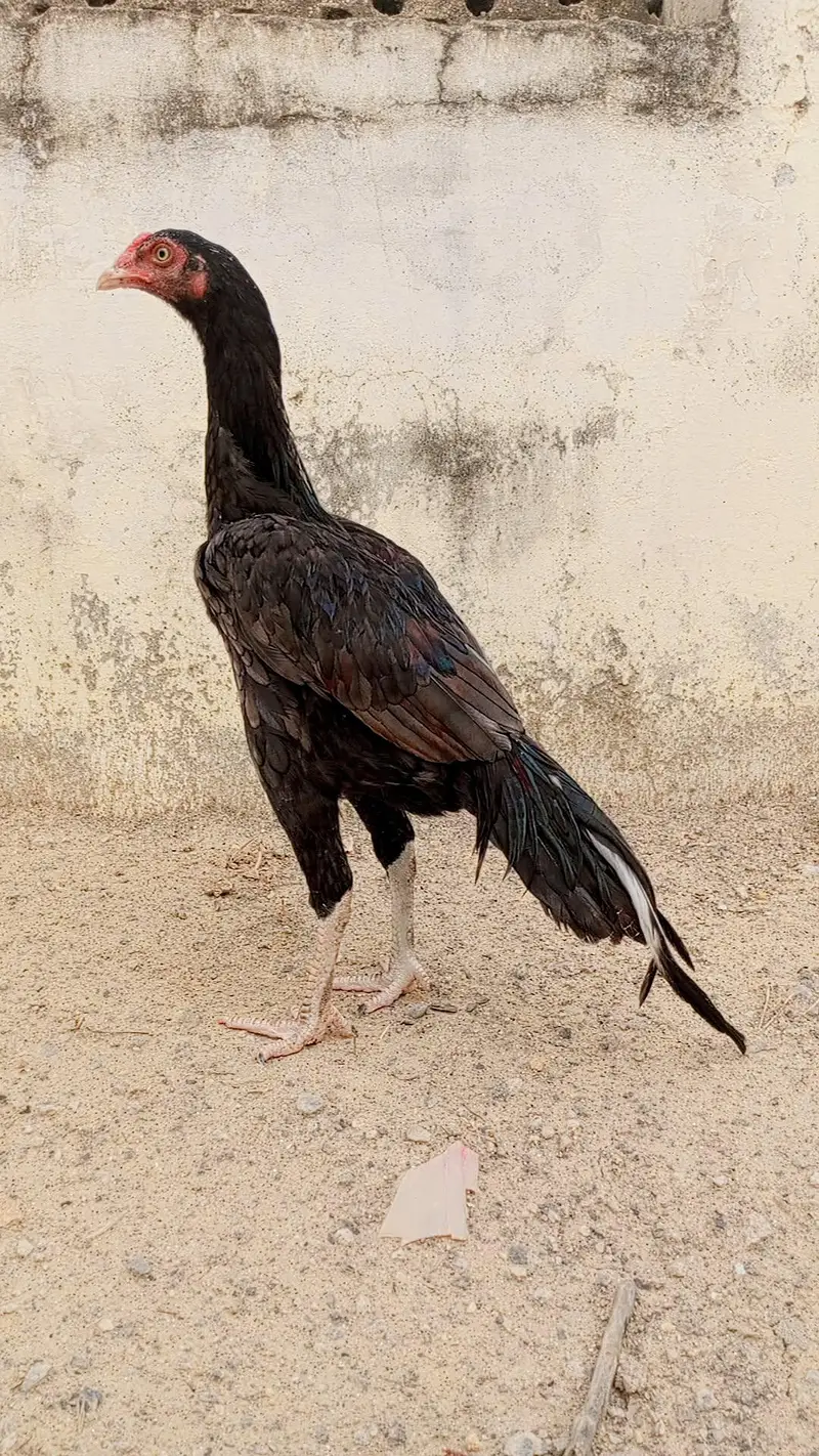 Home breed Aseel Quality pathy — photo 6