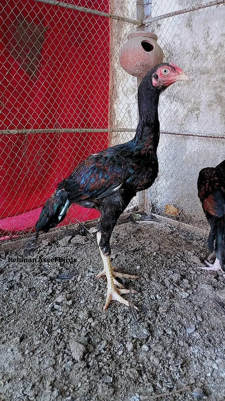Home breed Aseel Quality pathy — photo 8