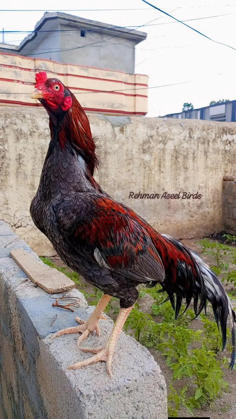 Home breed Aseel Quality pathy — photo 9