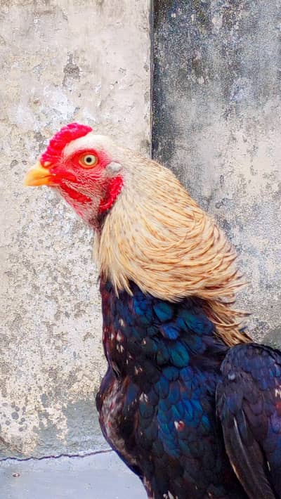 Home breed Aseel Quality pathy