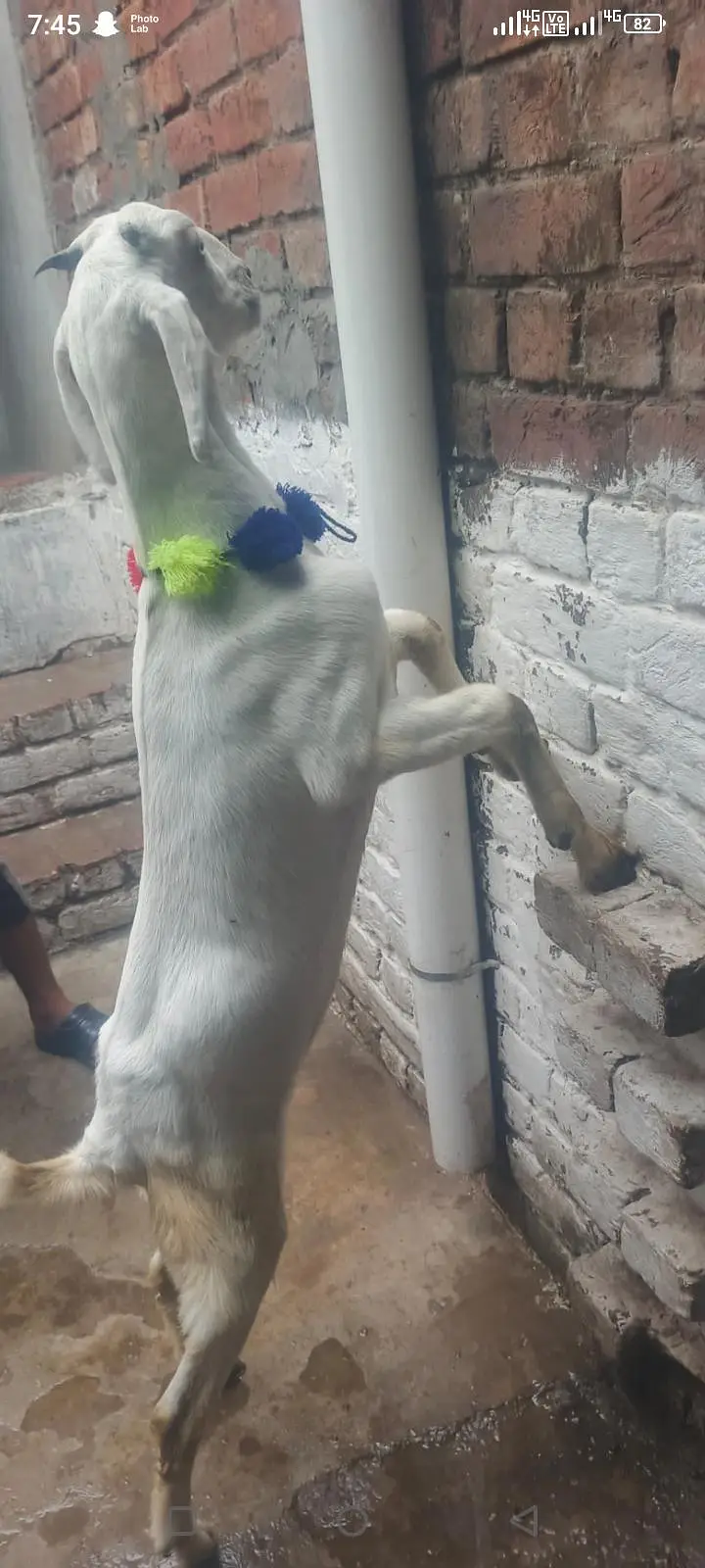 sheep goat and 1 path — photo 4