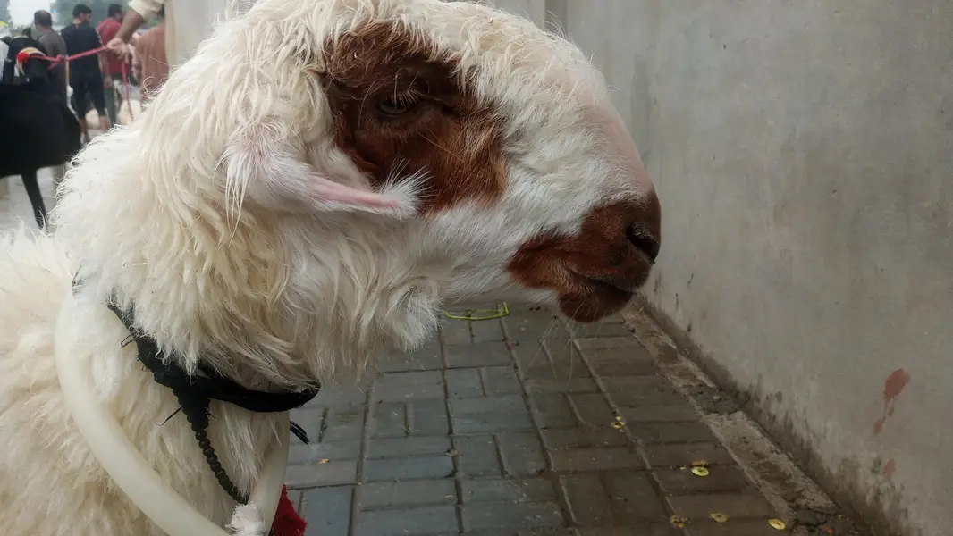 sheep goat and 1 path — photo 5