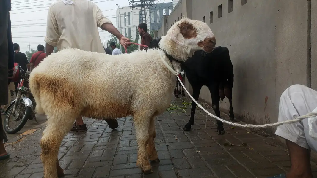 sheep goat and 1 path — photo 6