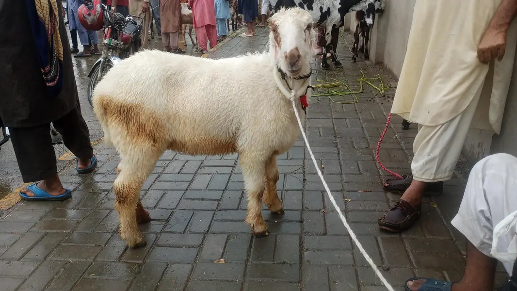 sheep goat and 1 path — photo 8