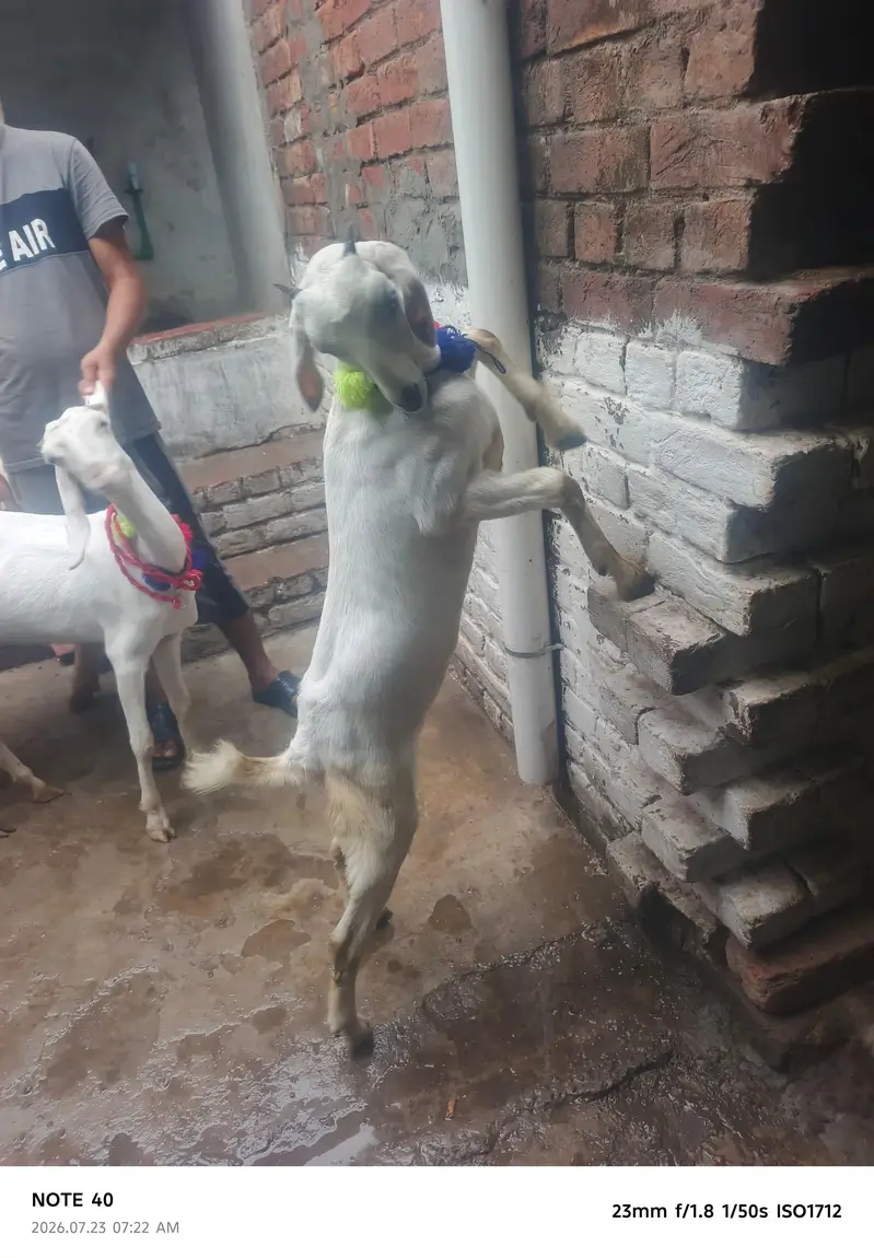 sheep goat and 1 path — photo 10