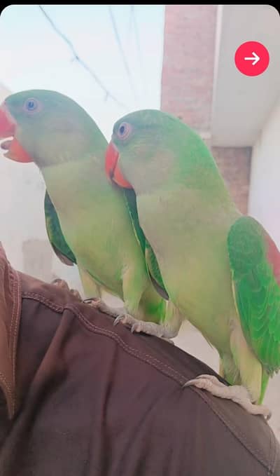 Green Raw Parrot Pair Sale