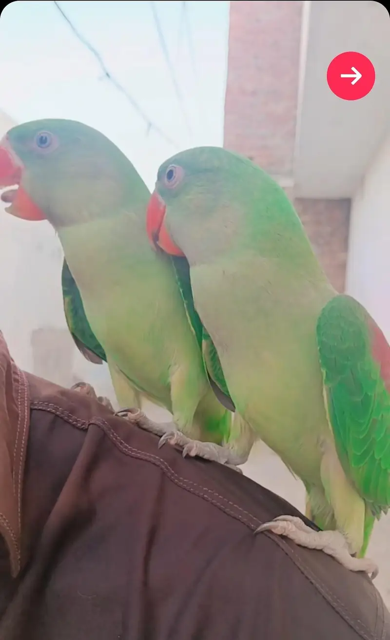 Green Raw Parrot Pair Sale — photo 2