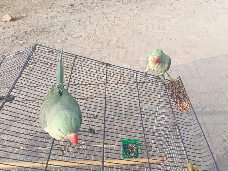Green Raw Parrot Pair Sale — photo 3