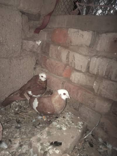 jogi pair