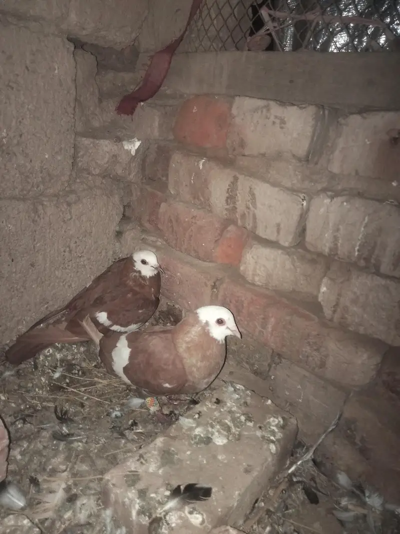 jogi pair