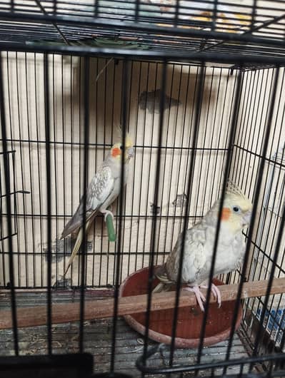 cocktail pair