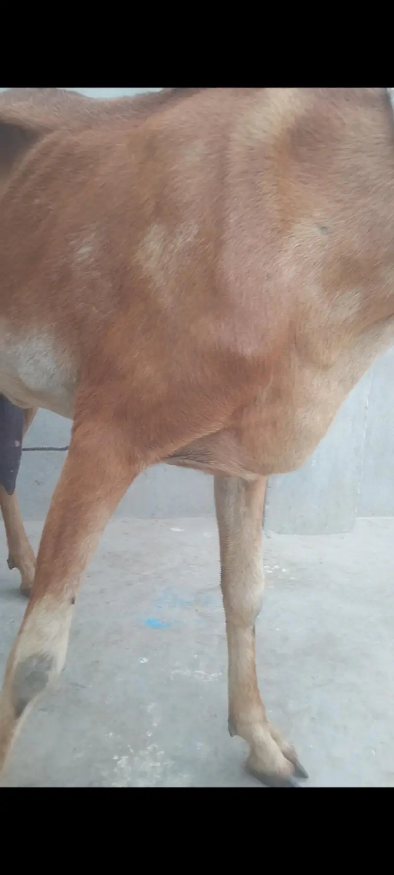 mashallah beautiful nagra bkri — photo 2