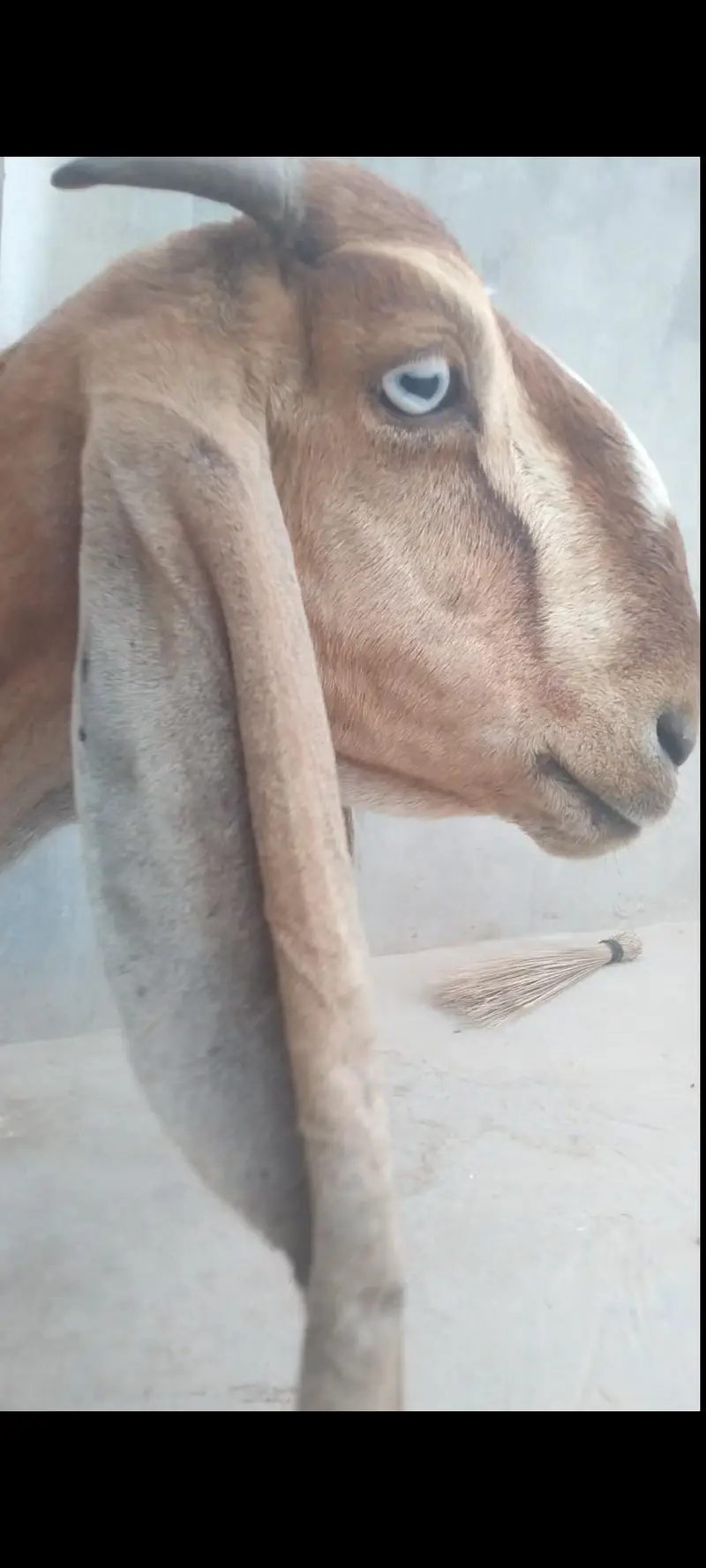 mashallah beautiful nagra bkri — photo 3