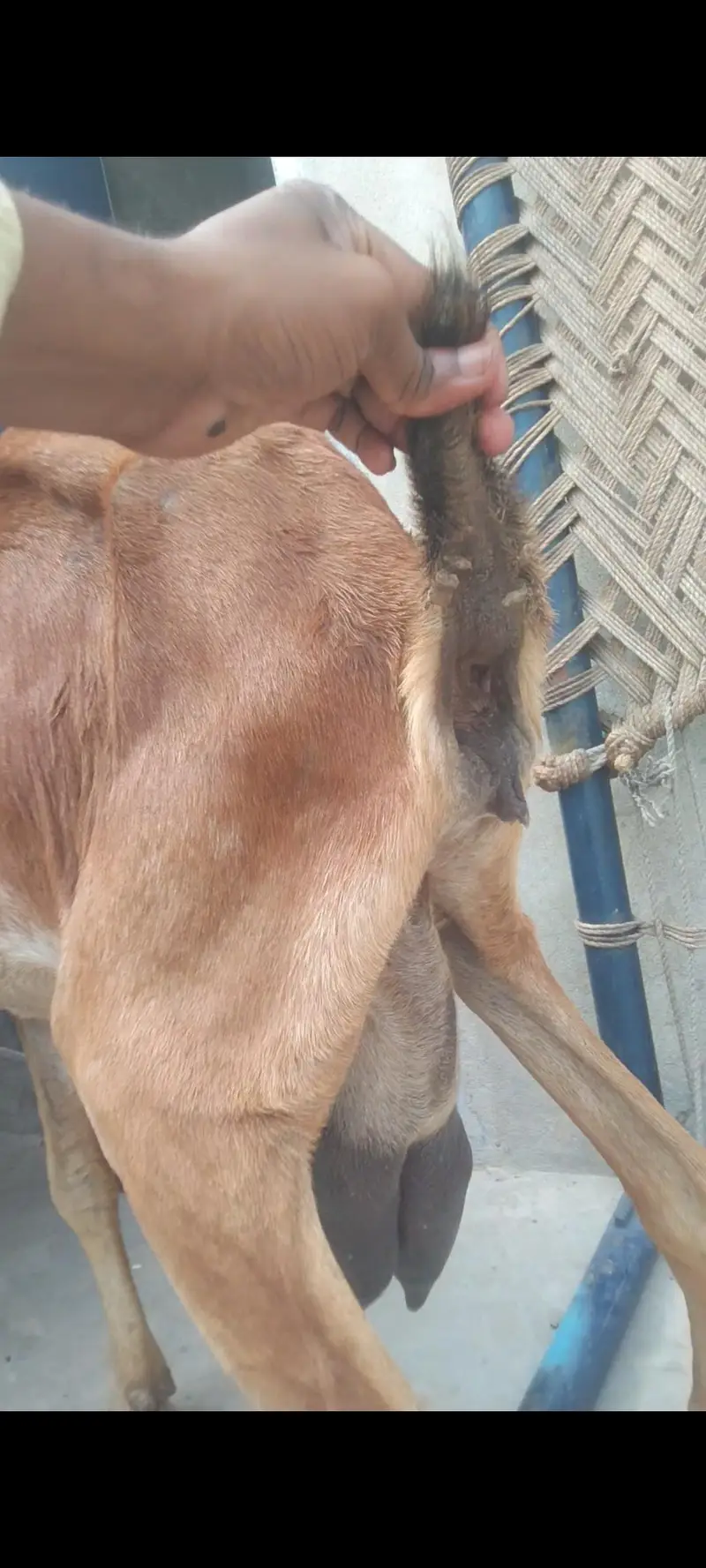 mashallah beautiful nagra bkri — photo 6
