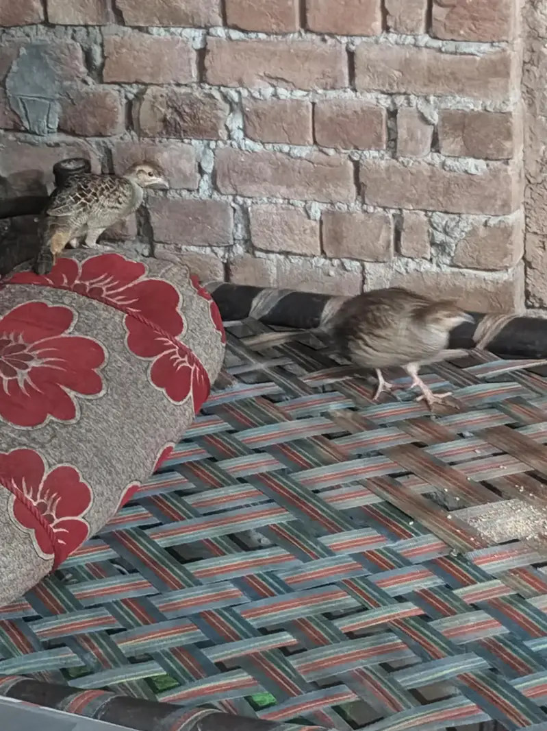 Dakhni teeter breeder pair active healthy — photo 4