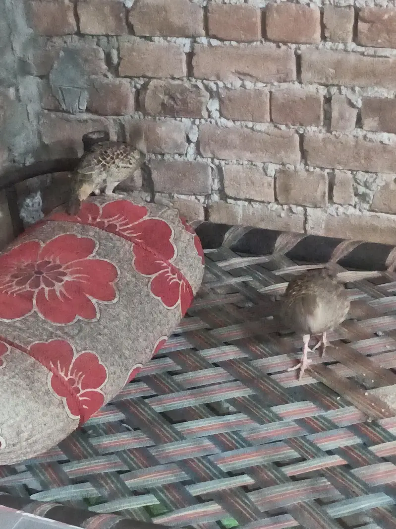 Dakhni teeter breeder pair active healthy — photo 5