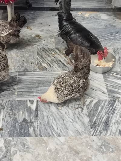 only austrolope murgha for sale