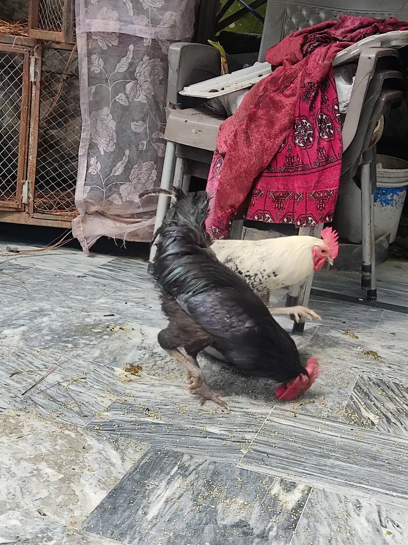 only austrolope murgha for sale — photo 2