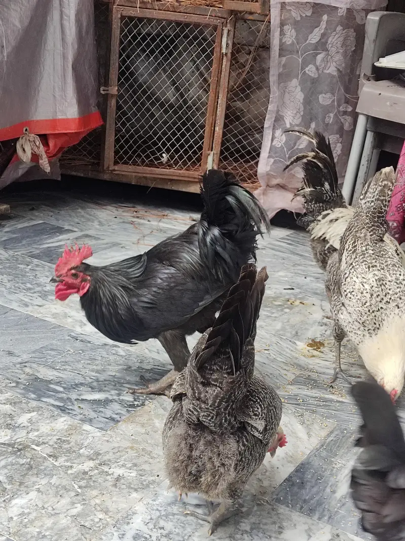 only austrolope murgha for sale — photo 3