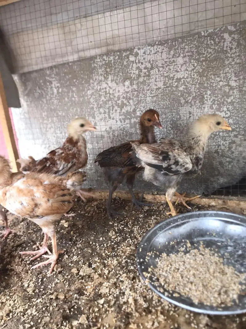 aseel and desi chicks — photo 3