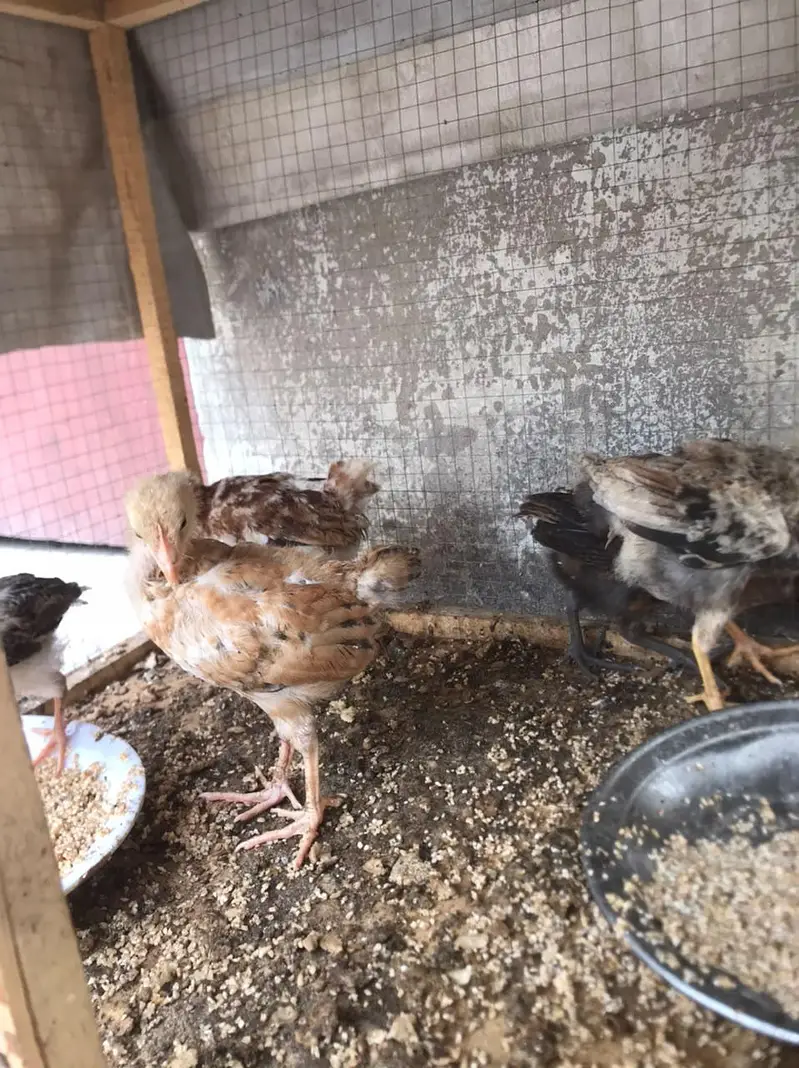 aseel and desi chicks — photo 4
