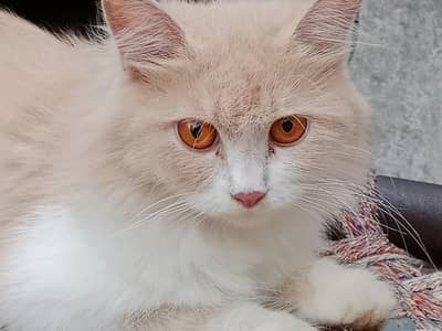 paeshion cats for sale 4year old 2female