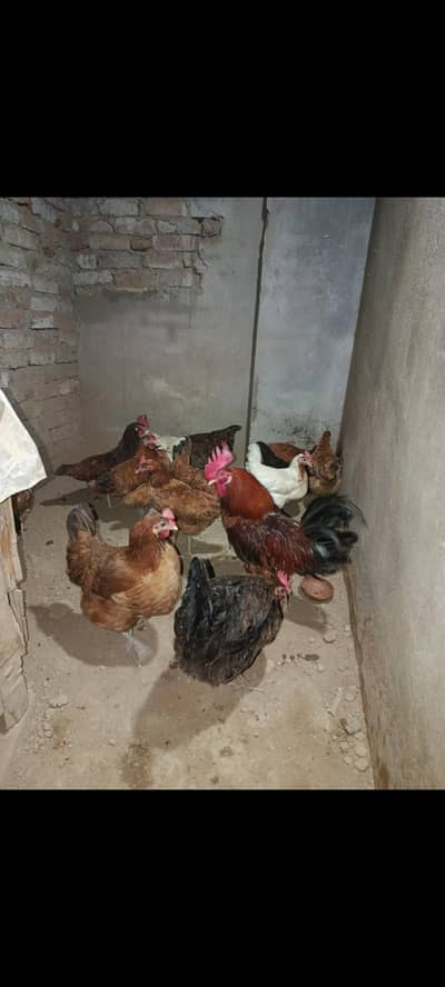 Hen for sale urgent