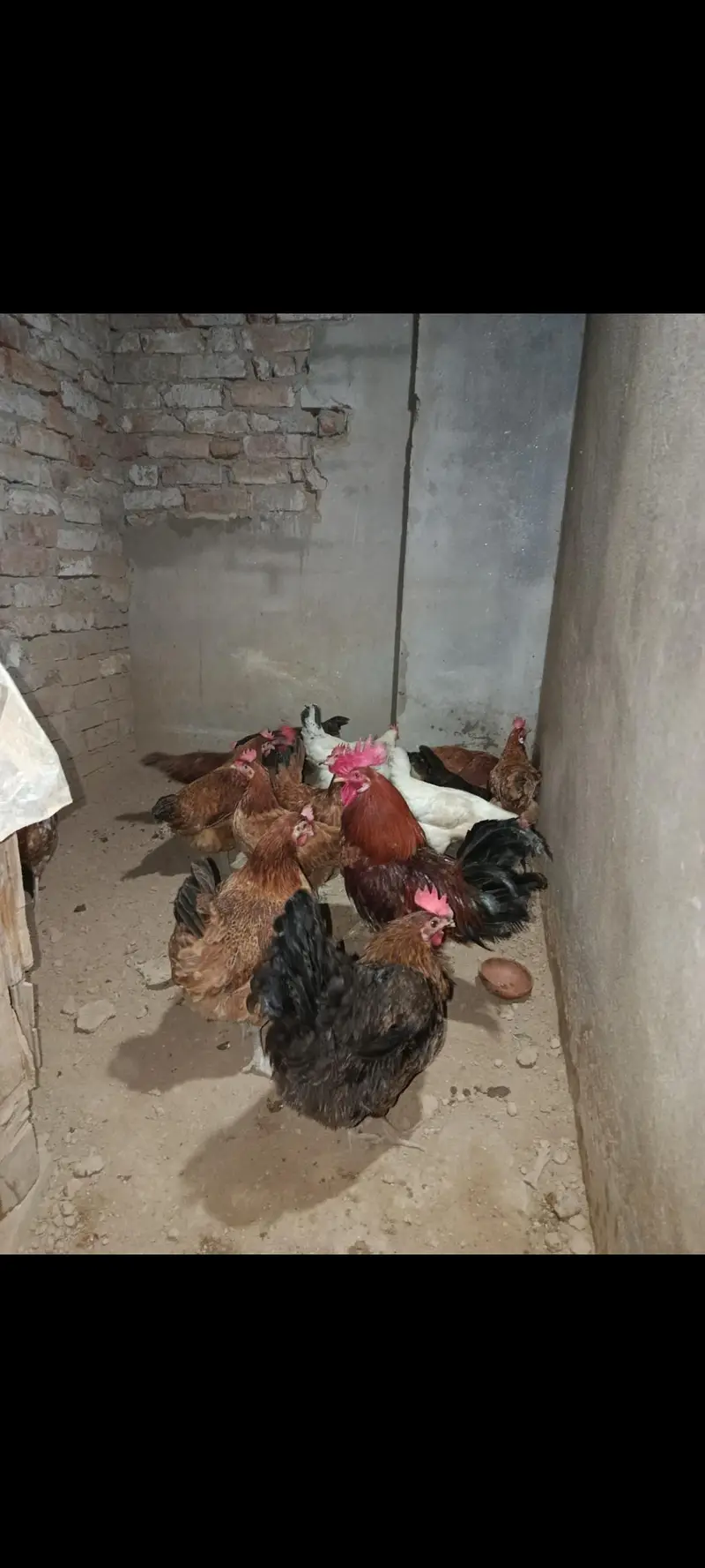 Hen for sale urgent — photo 2