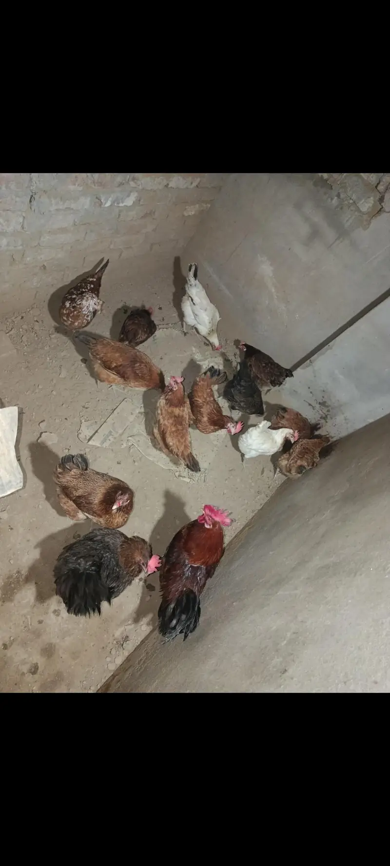 Hen for sale urgent — photo 3