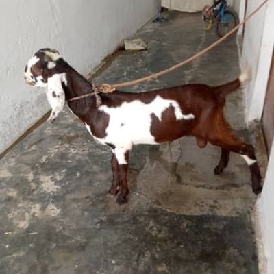Pathora - Bakra - Kheera Bakra