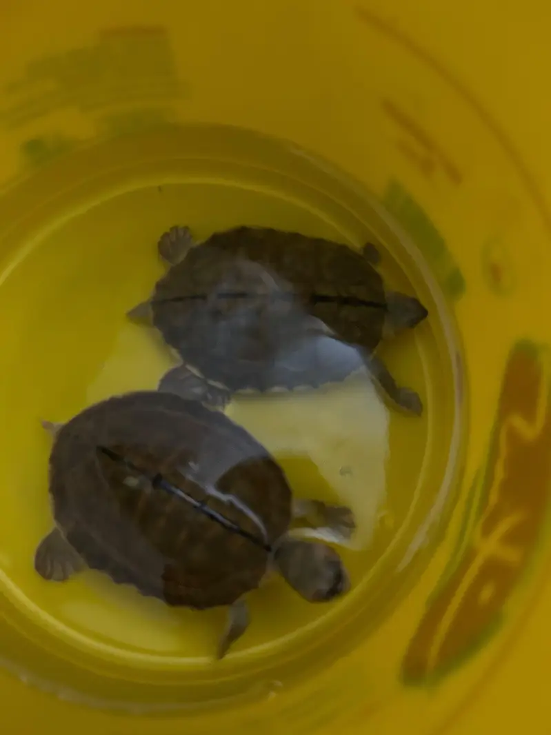 Sale Red-Eared Slider Turtle  Price HOjeygy munasib shoq ki chezz he