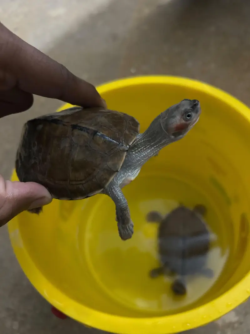 Sale Red-Eared Slider Turtle  Price HOjeygy munasib shoq ki chezz he — photo 2