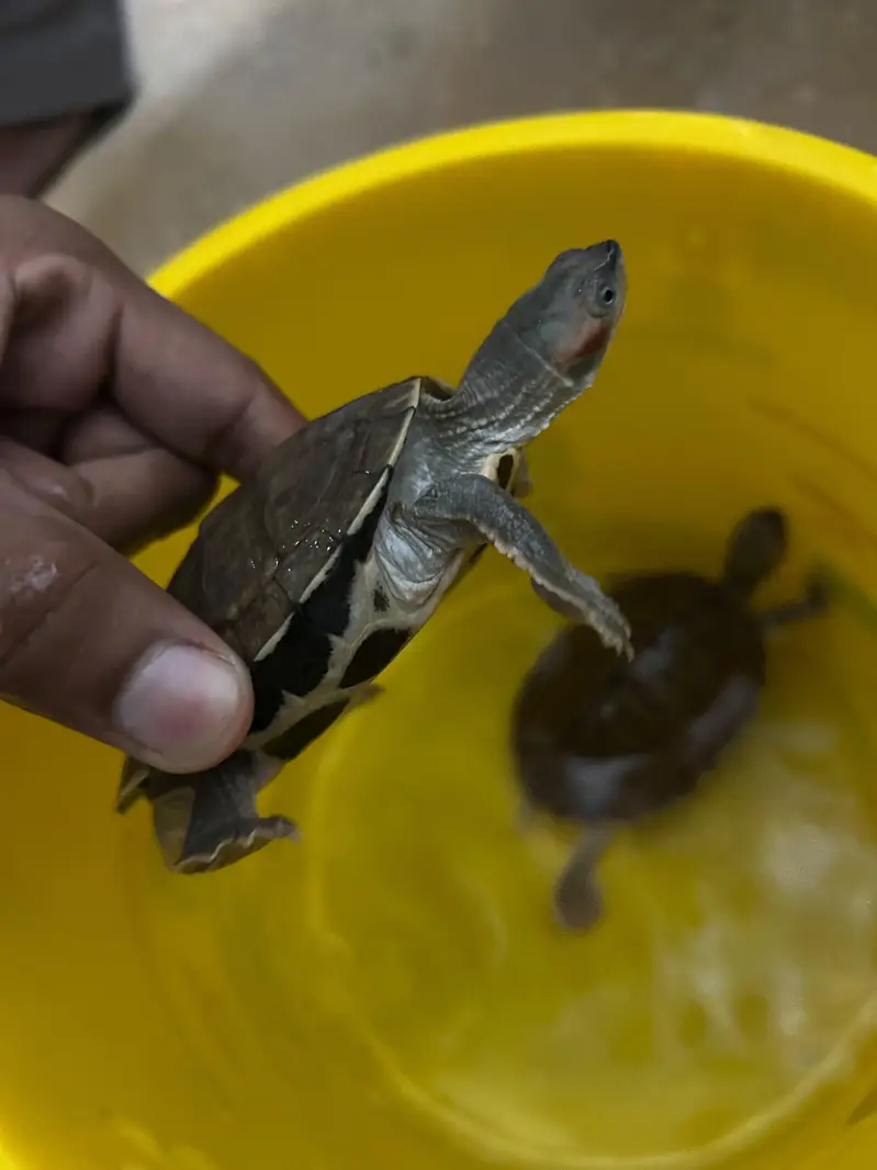Sale Red-Eared Slider Turtle  Price HOjeygy munasib shoq ki chezz he — photo 5