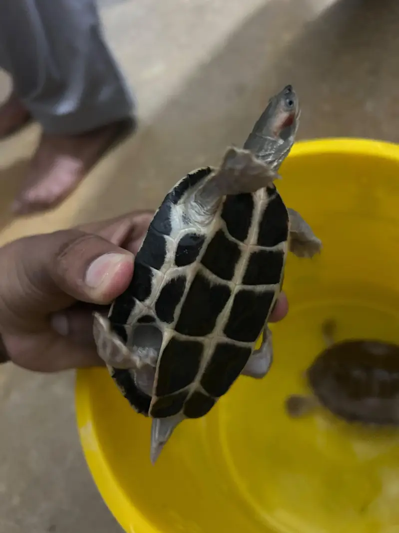 Sale Red-Eared Slider Turtle  Price HOjeygy munasib shoq ki chezz he — photo 6