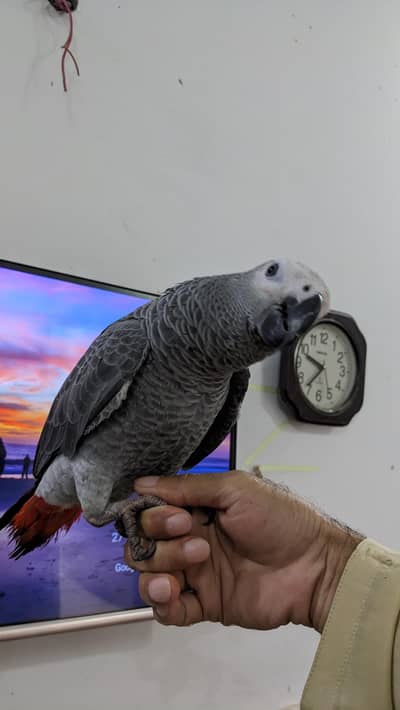 African gray parrot