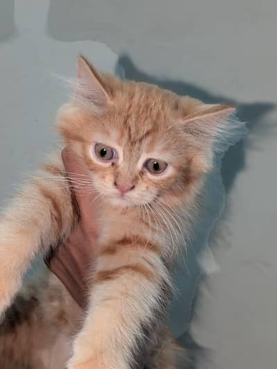 Persian ginger female kitten