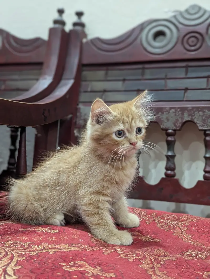 Persian ginger female kitten — photo 2