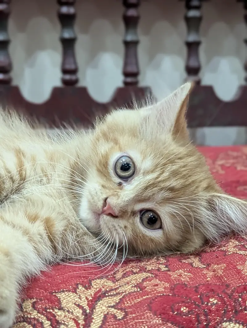 Persian ginger female kitten — photo 4