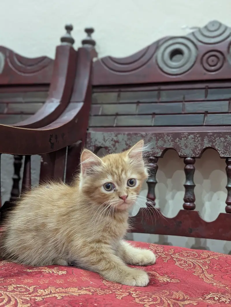 Persian ginger female kitten — photo 5