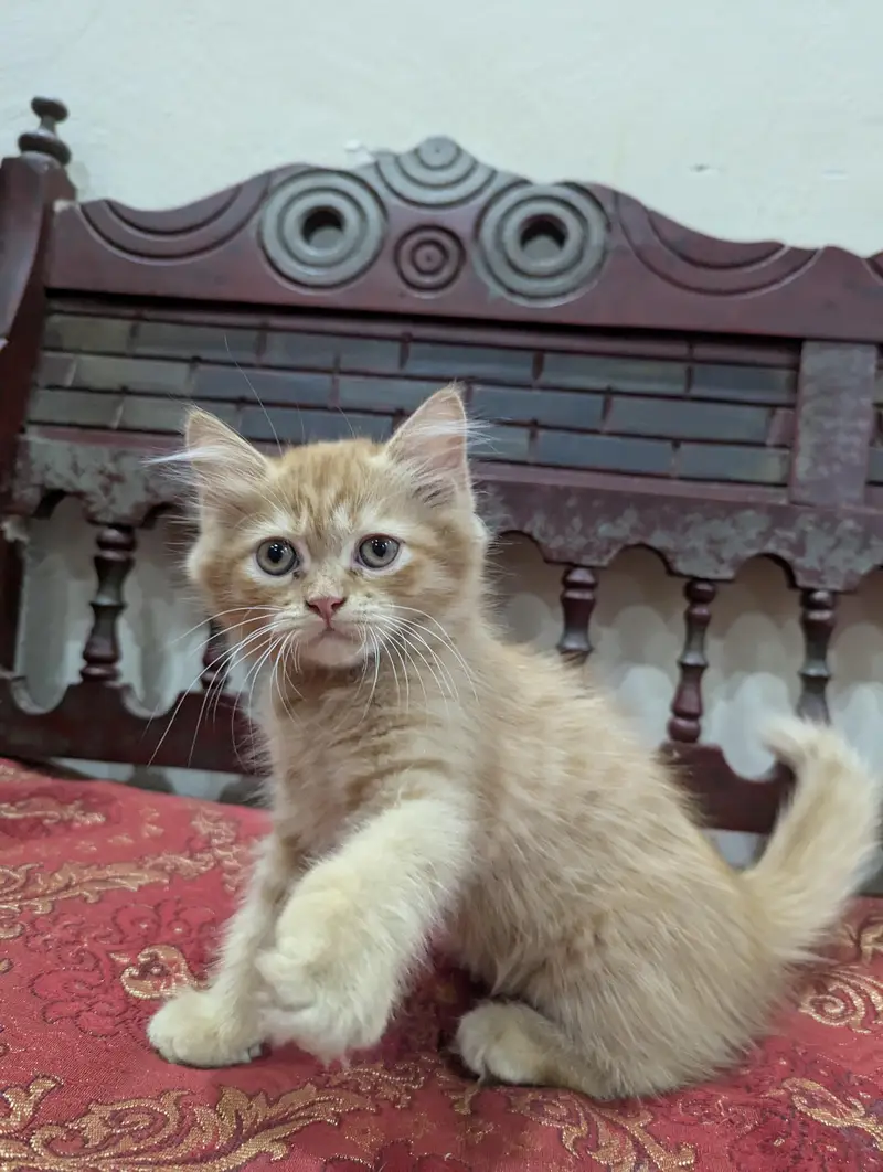 Persian ginger female kitten — photo 7
