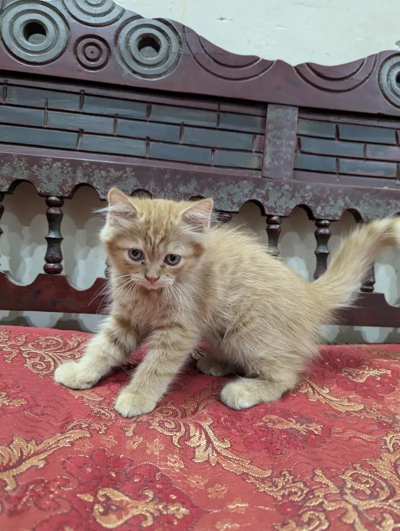 Persian ginger female kitten — photo 8