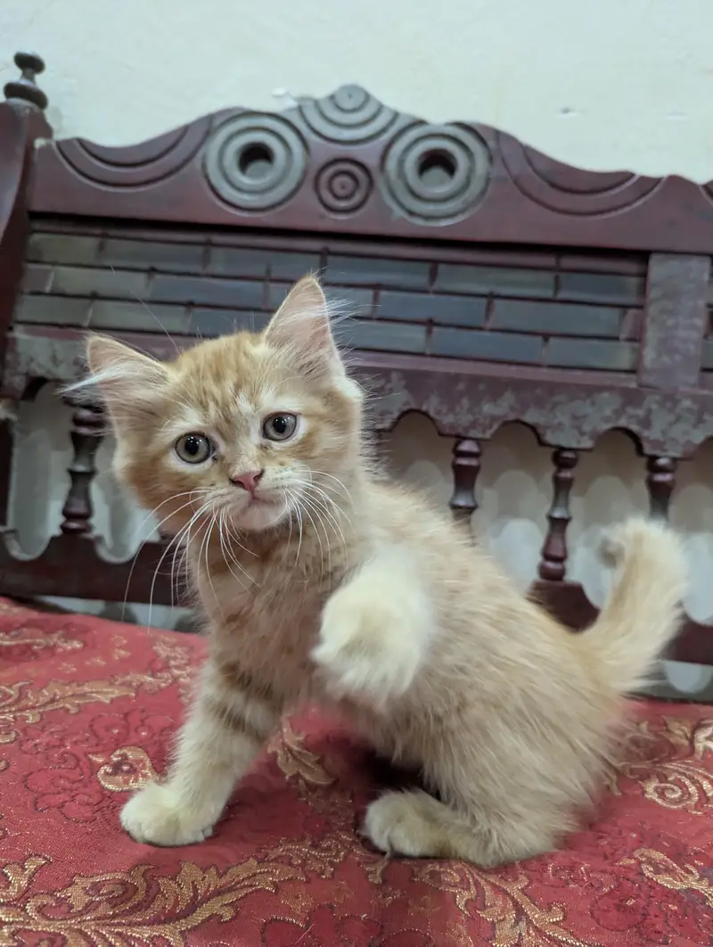Persian ginger female kitten — photo 9
