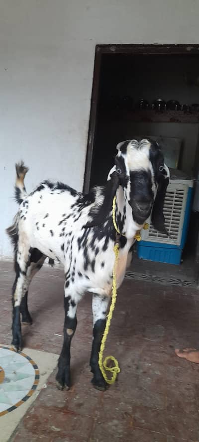 Bakra For sell