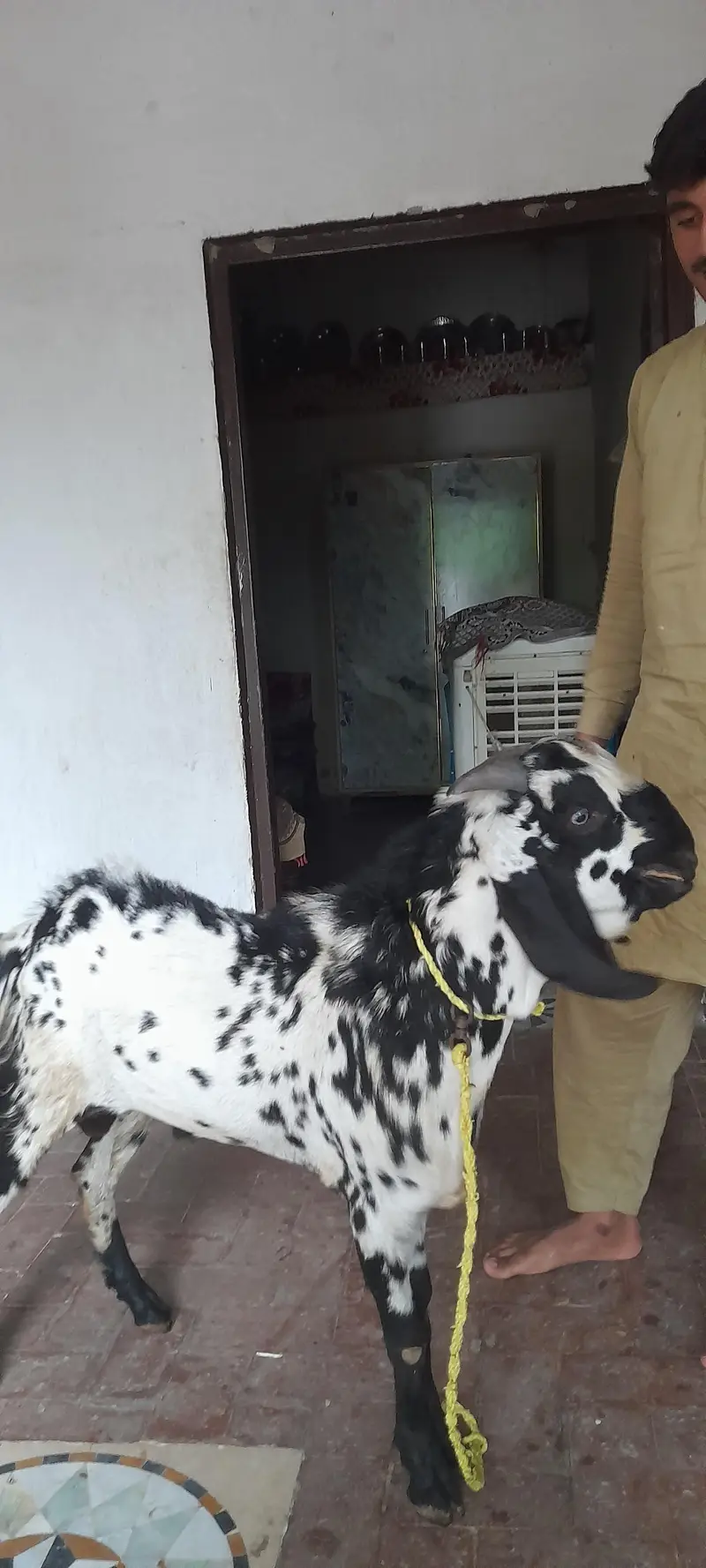 Bakra For sell — photo 2