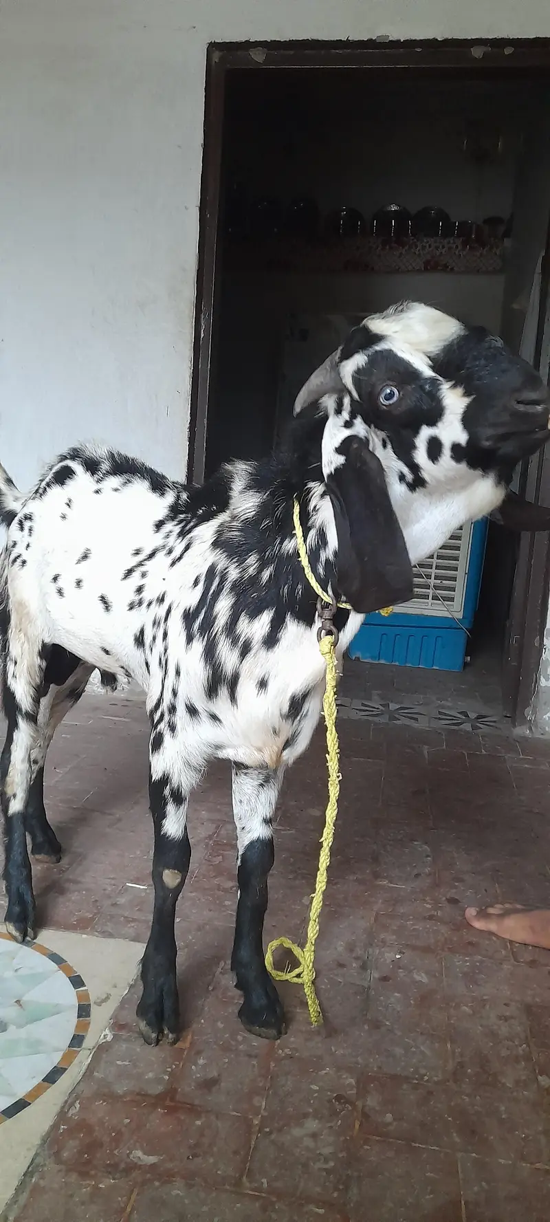 Bakra For sell — photo 3