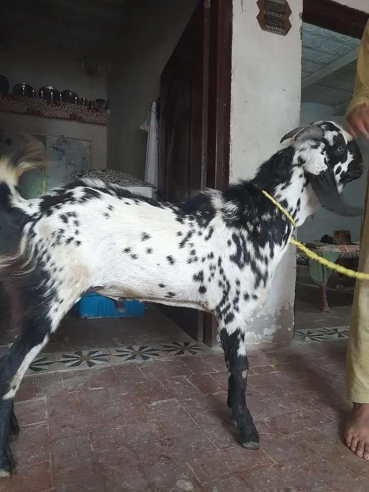 Bakra For sell — photo 4